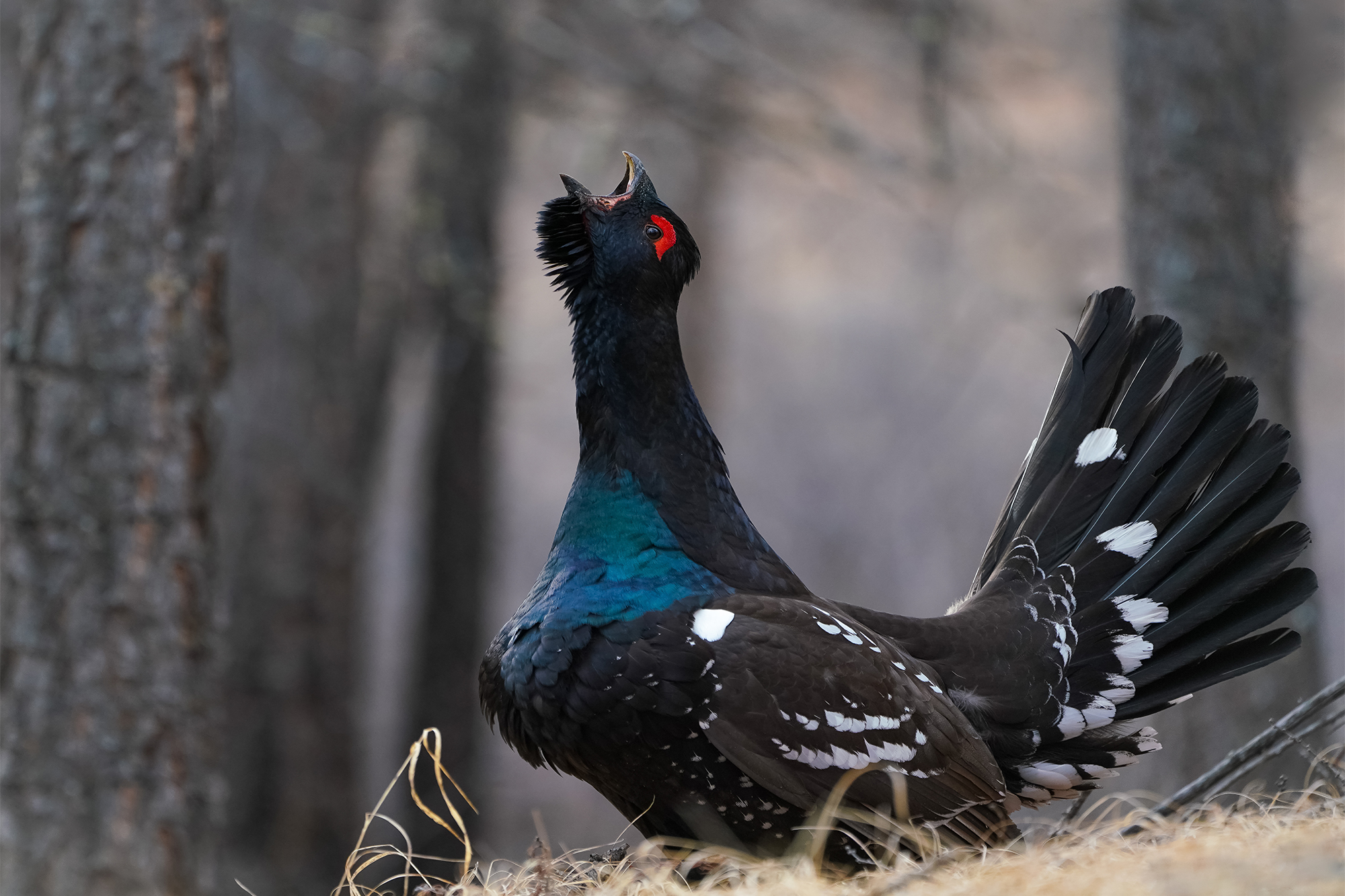 BLACK BILLED CAPERCAILLIE