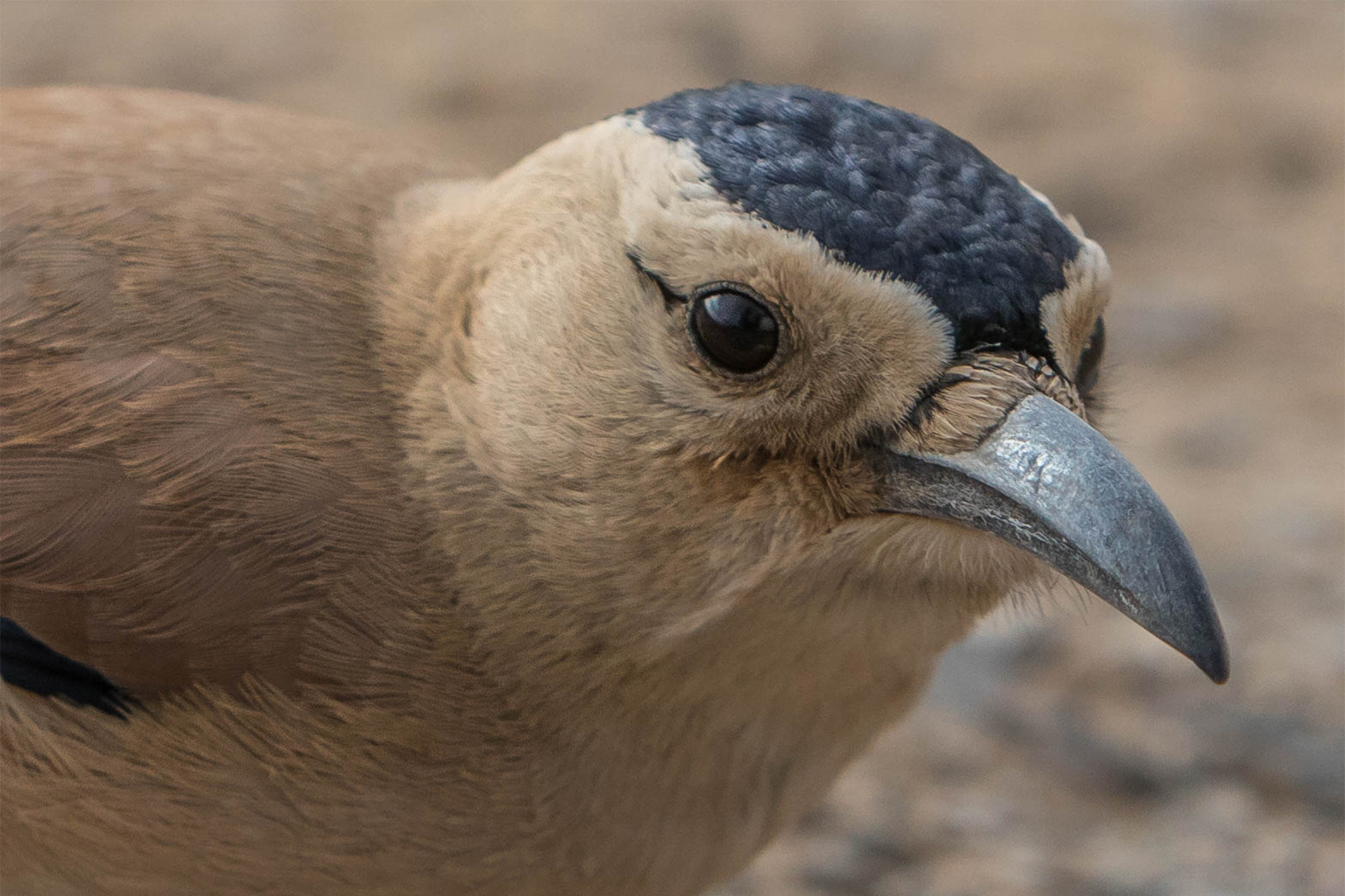 MONGOLIAN GROUND JAY - GREAT BUSTARD 